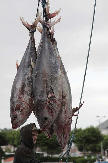 La pêche aux thons rouges menace la viabilité des stocks. © Alexandre Dulaunoy, Flickr, cc by sa 2.0