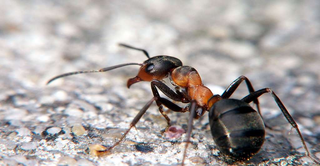 Les différentes espèces de fourmis n'ont pas le même régime alimentaire. Ici, Formica rufa. © Adam Opiola Creative Commons Attribution-Share Alike 3.0 Unported, 2.5 Generic, 2.0 Generic and 1.0 Generic license