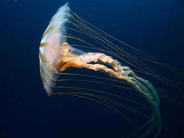 Chrysaora. © National Oceanic and Atmospheric Administration, domaine public