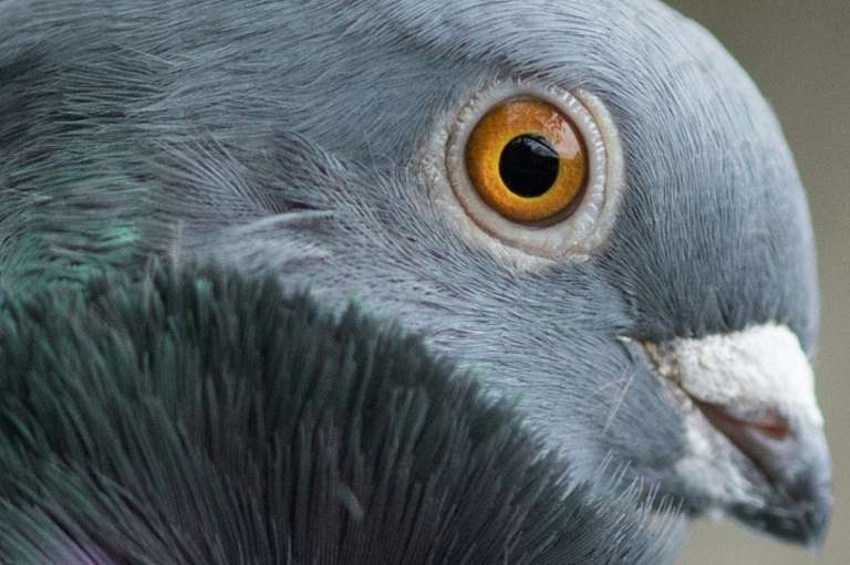 Intelligence Des Pigeons Ils Ont La Notion Du Temps Et De L Espace