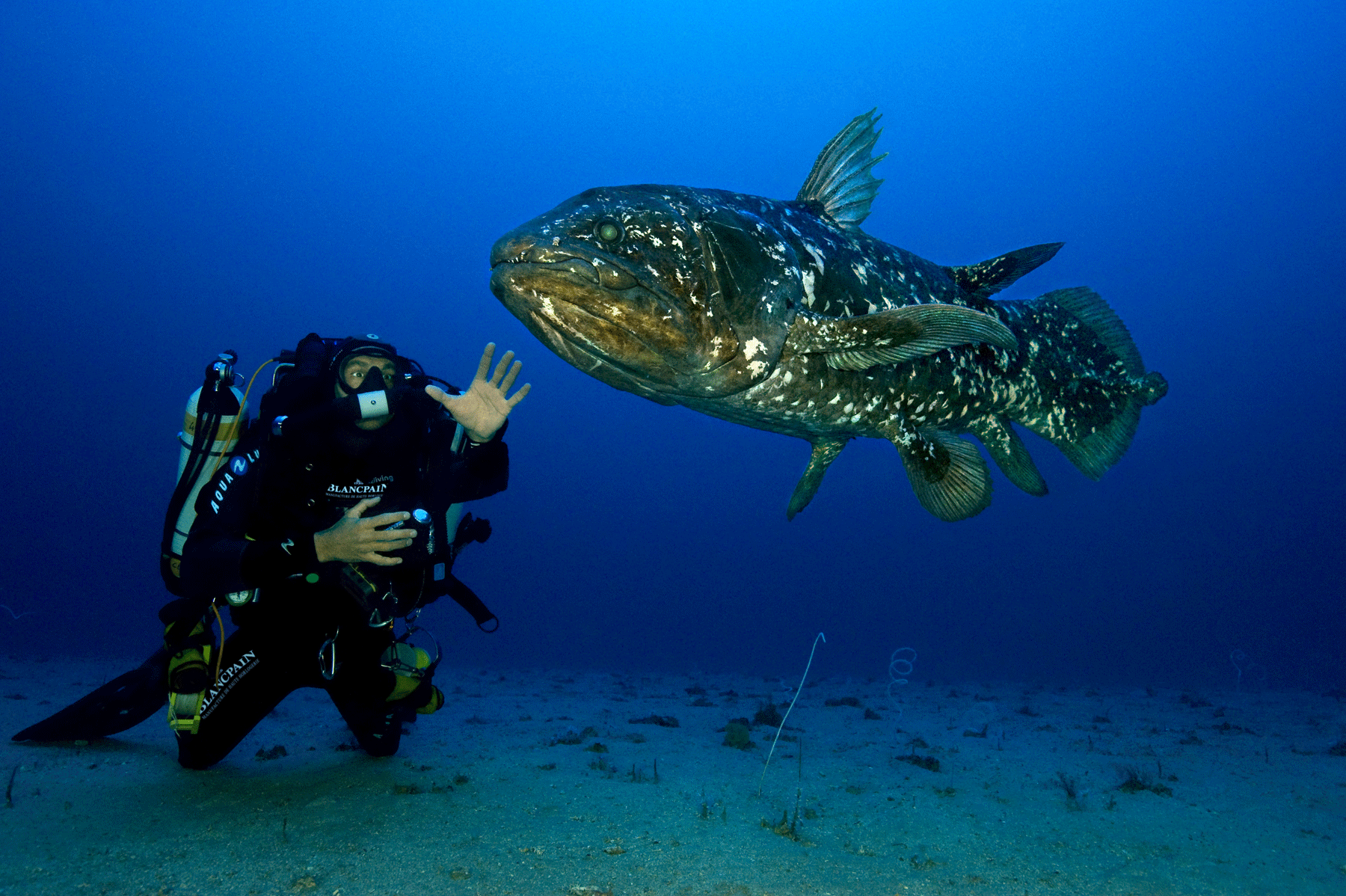 Les premières rencontres, en 2010, entre un plongeur et un cœlacanthe. © Laurent Ballesta
