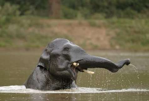 Un éléphant asiatique prenant son bain Crédit : Kalyan Varma