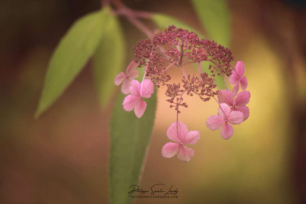Le frêle hortensia Le frêle hortensia
