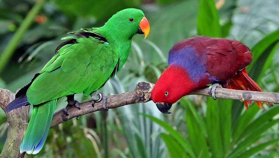 Le grand éclectus est un perroquet que l'on trouve dans les îles Salomon, en Nouvelle-Guinée, dans le nord-est de l'Australie et les Moluques. L'espèce est connue pour être l'une des plus douées dans l'imitation de la langue humaine. © Doug Janson, Wikipédia, CC by-sa 3.0