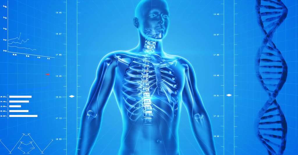 Corps humain vu aux rayons X. © PublicDomainPictures - Domaine public