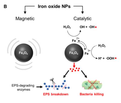 Les nanoparticules d’oxyde de fer possèdent une double action, magnétique et catalytique, qui décompose la matrice d’exopolysaccharides du biofilm. © Geelsu Hwang et al, Science Robotics, 2019