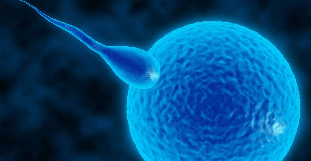 Fécondation d'un ovule par un spermatozoïde. Notez la différence de taille de ces deux cellules haploïdes, ainsi que la présence du flagelle sur le spermatozoïde, lui conférant la mobilité. © Maxim Gaigul - Shutterstock
