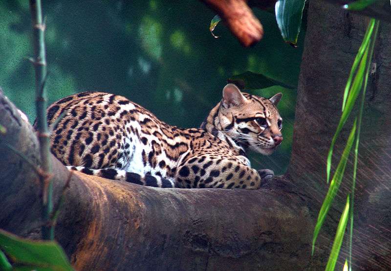 Definition Ocelot Leopardus Pardalis Futura Planete