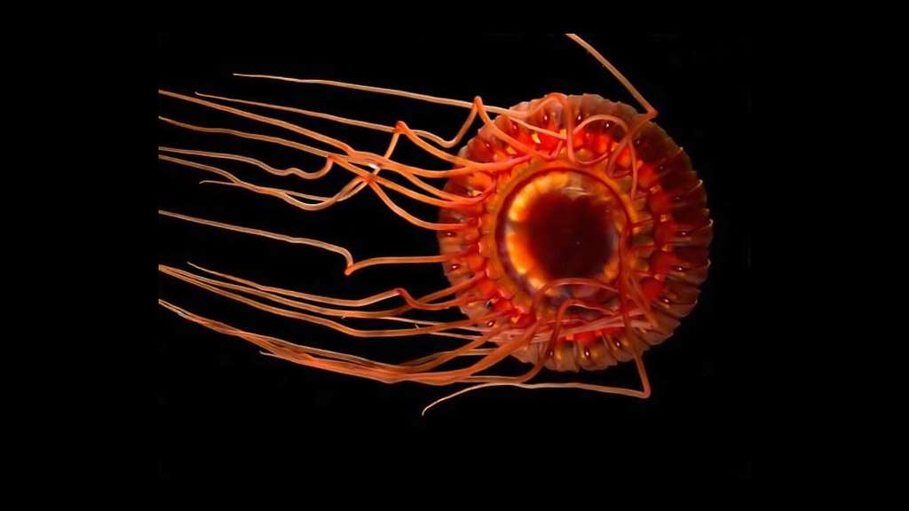 Atolla wyvillei, une méduse bioluminescente Atolla wyvillei, une méduse bioluminescente