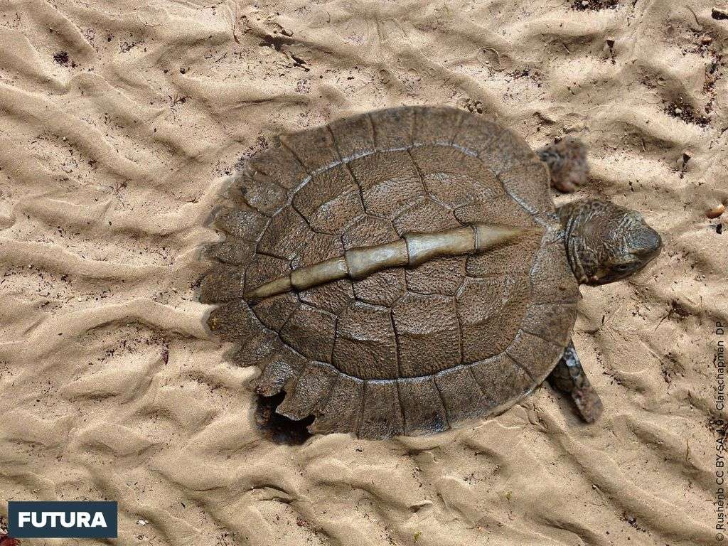 Jeune tortue asiatique des marais vivant en Malaisie