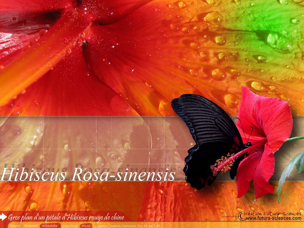 Hibiscus rouge de chine Hibiscus rouge de chine