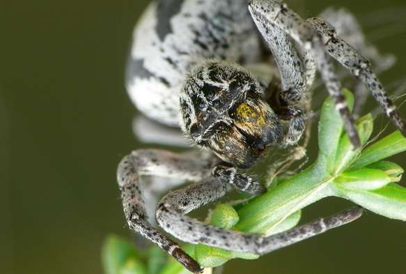 Comment l'araignée se reproduit-elle ? Comment l'araignée se reproduit-elle ?