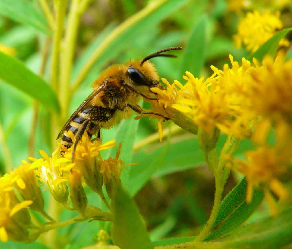 Colletes hederae - Collète du lierre Colletes hederae - Collète du lierre