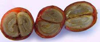 Fruit du caféier "Les grains de café" sont en fait les graines du fruit du caféier, nichées à l'intérieur d'une enveloppe rouge, qui ressemble beaucoup à une cerise lorsque le fruit est mûr. Chaque cerise est normalement composée de deux fèves qui sont extraites et séchées pour donner deux grains de "café vert", qui sont ensuite torréfiés. © FAO