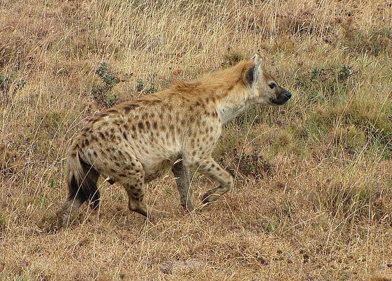 Hyène du Ngorongoro. © D. Gordon E. Robertson, CCA-S A 3.0 Unported license