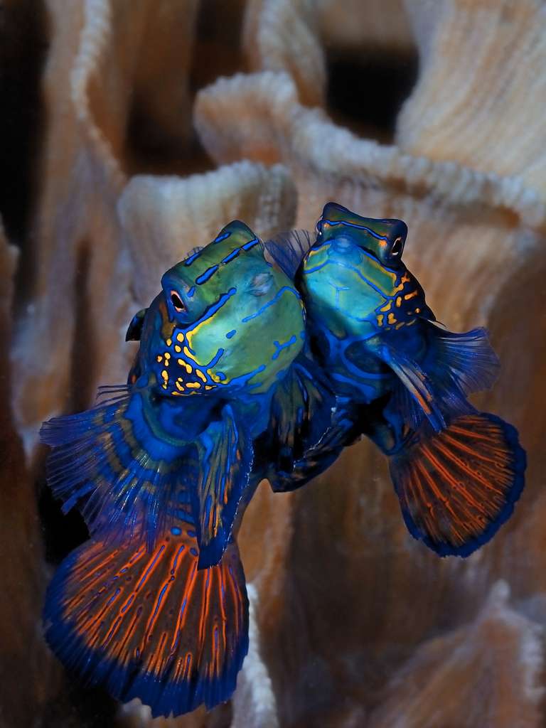 Une image touchante prise dans un récif, récompensée par une médaille d'or durant l'édition 2012 du Festival mondial de l'image sous-marine. © Uwe Schmolke