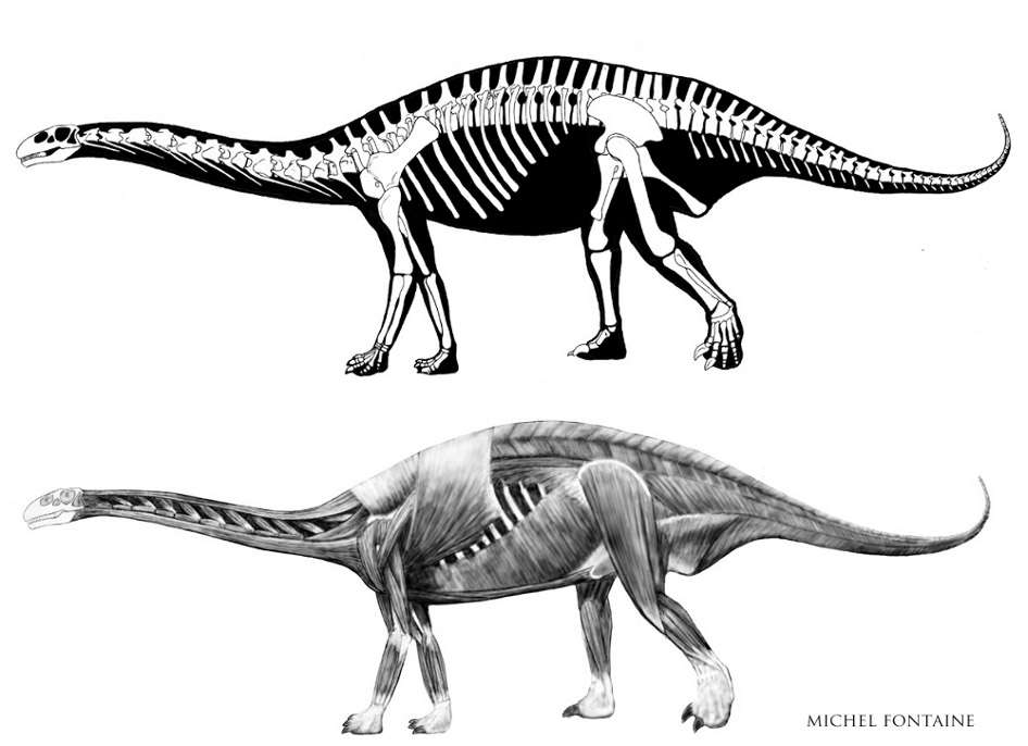 Le squelette du dinosaure est ensuite complété par les muscles. © Michel Fontaine