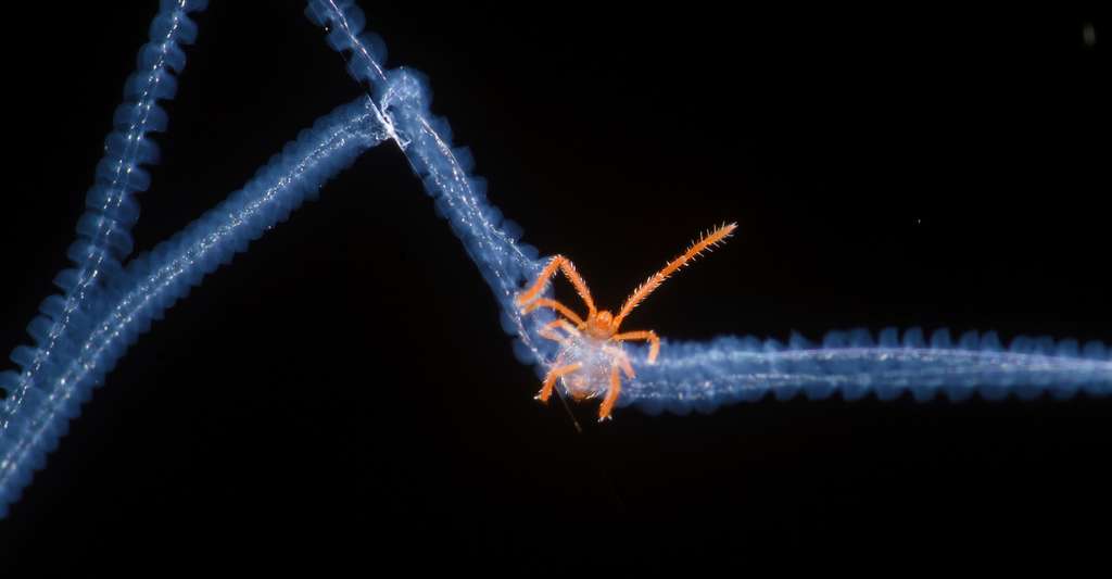 Photo d’un acarien pris dans une toile d’araignée intitulée Acari trapped in spiderweb. © Bernardo Segura, université du Chili