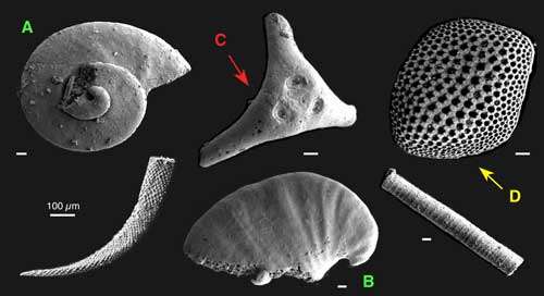 Exemples de Small Shelly Fossils du Cambrien inférieur de Chine : en A, une plaque de protection du lobopode Microdictyon, en B, un élément squelettique de chancelloridé. © Photographies tirées de Li, G.-X & Zhu, M.-Y (2001) et Zhu, M.-Y et al. (2001)