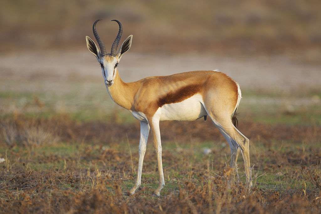Antilope springbok mâle aperçue dans le parc national d’Etosha. © Yathin S Krishnappa, Wikimedia Commons, CC by-sa 3.0