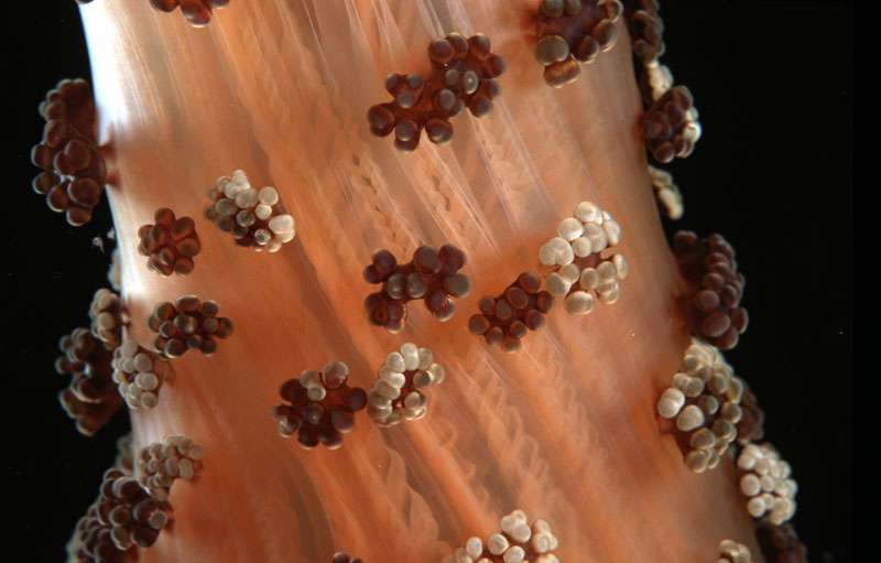 Anémone Alicia mirabilis Anémone Alicia mirabilis