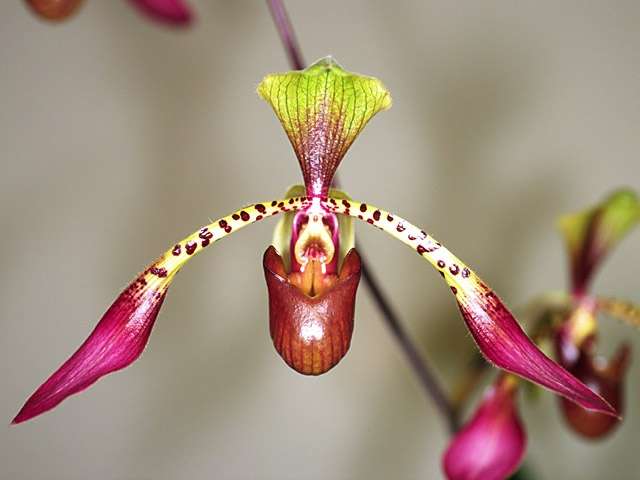 Orchidée Paphiopedilum lowii 'John Shinn' Orchidée Paphiopedilum lowii 'John Shinn'