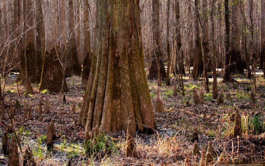 Le parc national de Congaree et son immense forêt primaire Le parc national de Congaree et son immense forêt primaire