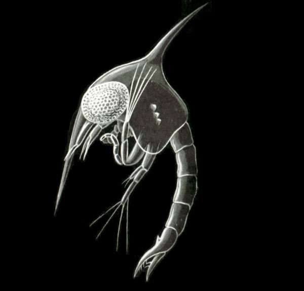 Zoea Carcini (Milne-Edwards), Carcinus maenas, zoea larva. © Ernst Haeckel, Wikimedia commons, DP