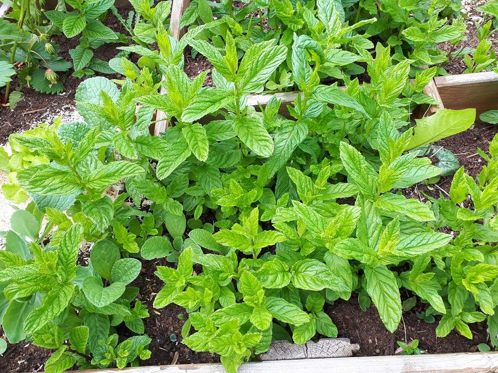 Cultivez la menthe poivrée aux 4 coins du jardin. © S.Chaillot