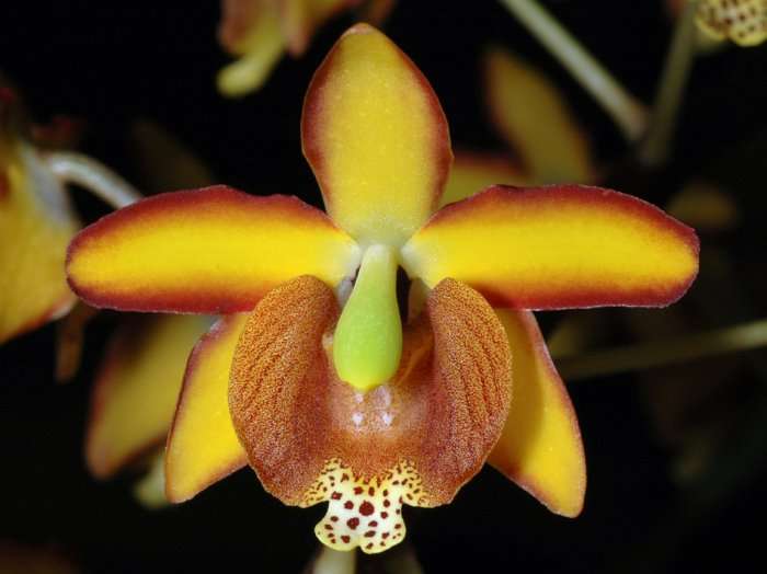 Orchidée Eriopsis sceptrum