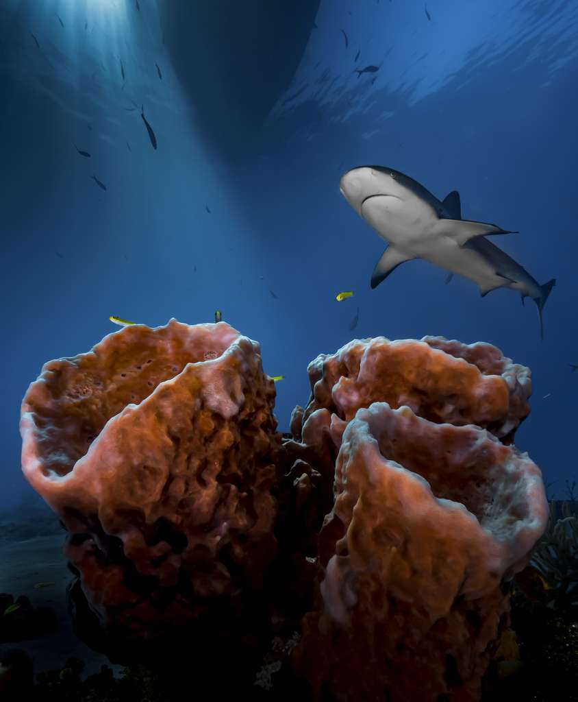 Un requin curieux aux Bahamas Un requin curieux aux Bahamas