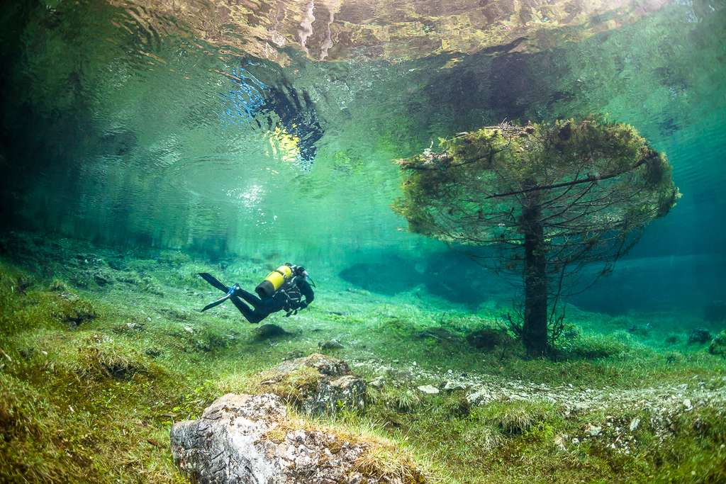 Un conifère sous les eaux Un conifère sous les eaux