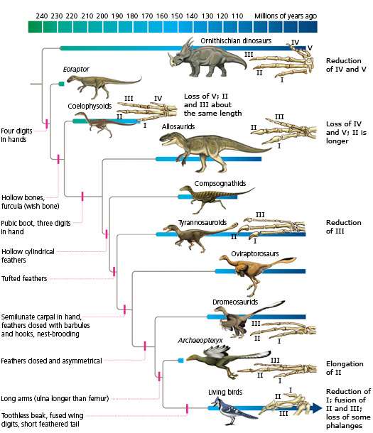 Phylogénie des dinosaures. © The Tangled Bank: An Introduction to Evolution, Carl Zimmer