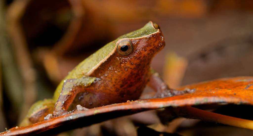 Plethodontohyla guentheri, une petite grenouille vert clair Plethodontohyla guentheri, une petite grenouille vert clair
