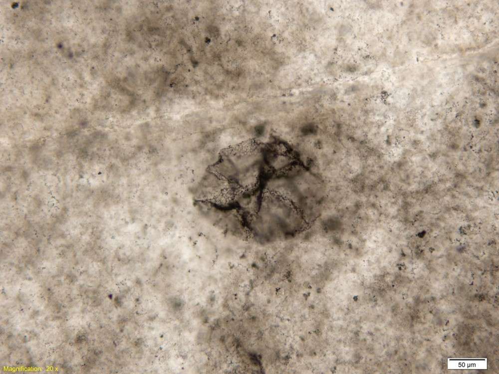 Un exemple de fossile d'une bactérie sulfureuse de l'Archéen observé au microscope. Sa forme sphérique a été déformée par les contraintes mécaniques dans la roche au cours des milliards d'années. © Andrew Czaja