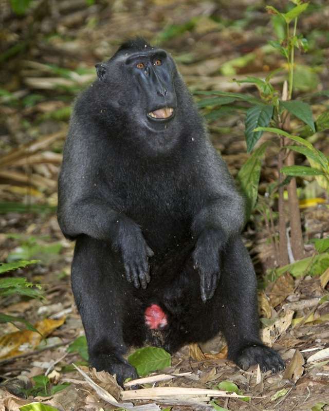 Macaque nègre. © Lip Kee, CC by-SA 2.0