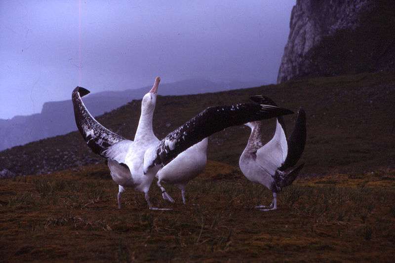 Définition Albatros hurleur Diomedea exulans Futura Planète
