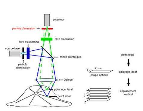 Schéma de principe du microscope confocal à balayage laser (Crédits : Faculté de Jussieu)