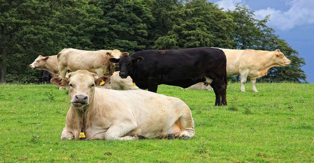 L’élevage des bovins nécessite parfois l’utilisation d’antibiotiques pour traiter des maladies bactériennes. Leur utilisation pour augmenter la masse corporelle des animaux n’est pas autorisée. © 1681551 - Domaine public