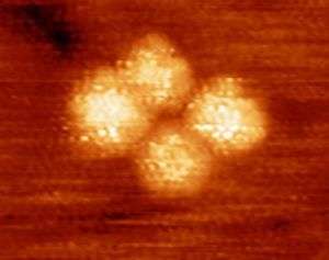 Nettement moins belle qu'en image de synthèse, voici la première molécule à roues, saisie au microscope à effet tunnel. On n'en distingue que les quatre molécules de fullerènes.
