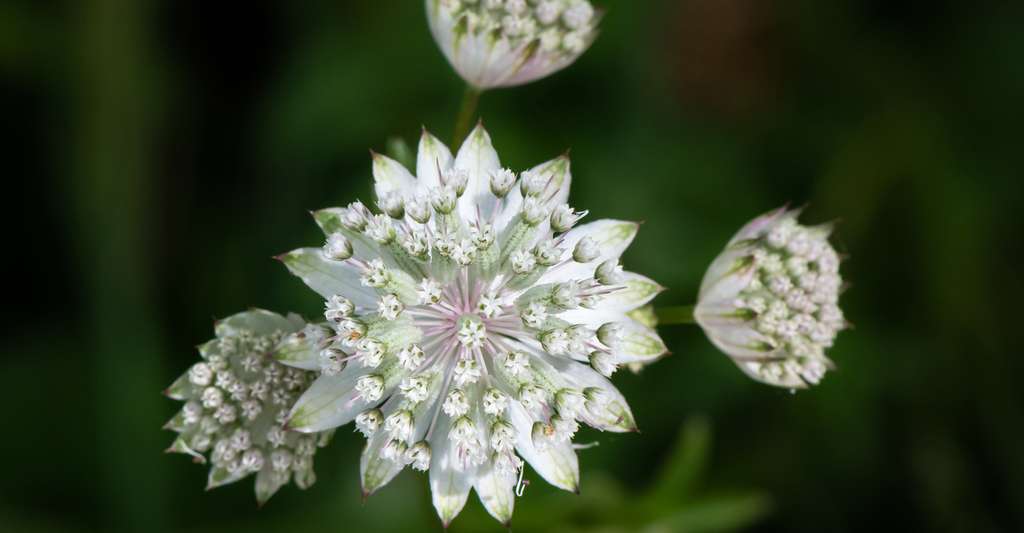 Les fleurs ont une sexualité. Ici, la grande astrance (Astrantia major), une plante à fleurs. © Uoaei1, CC by-nc 4.0