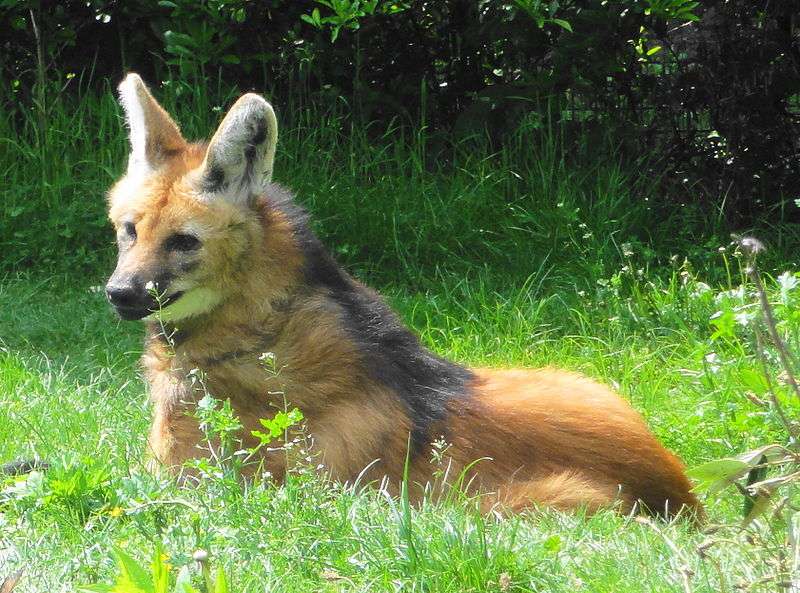 Définition Loup à Crinière Chrysocyon Brachyurus