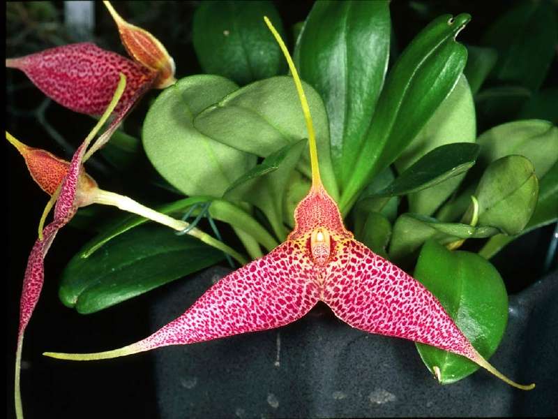 Orchidée Masdevallia decumana Orchidée Masdevallia decumana