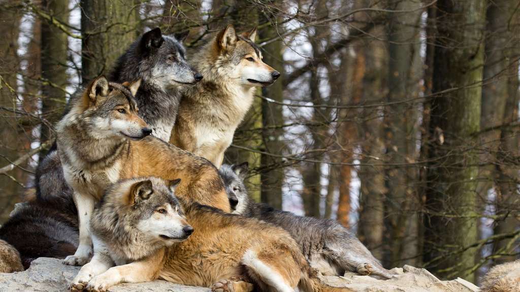 Photo Le Loup Gris Commun Maitre D Europe Et D Asie