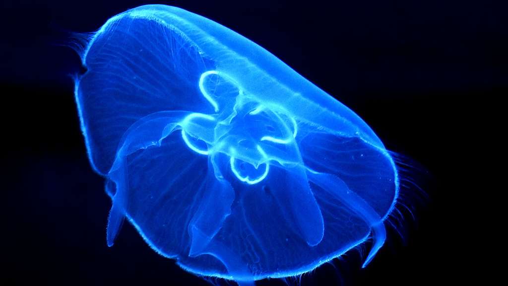 Aurelia aurita, une belle méduse bleue