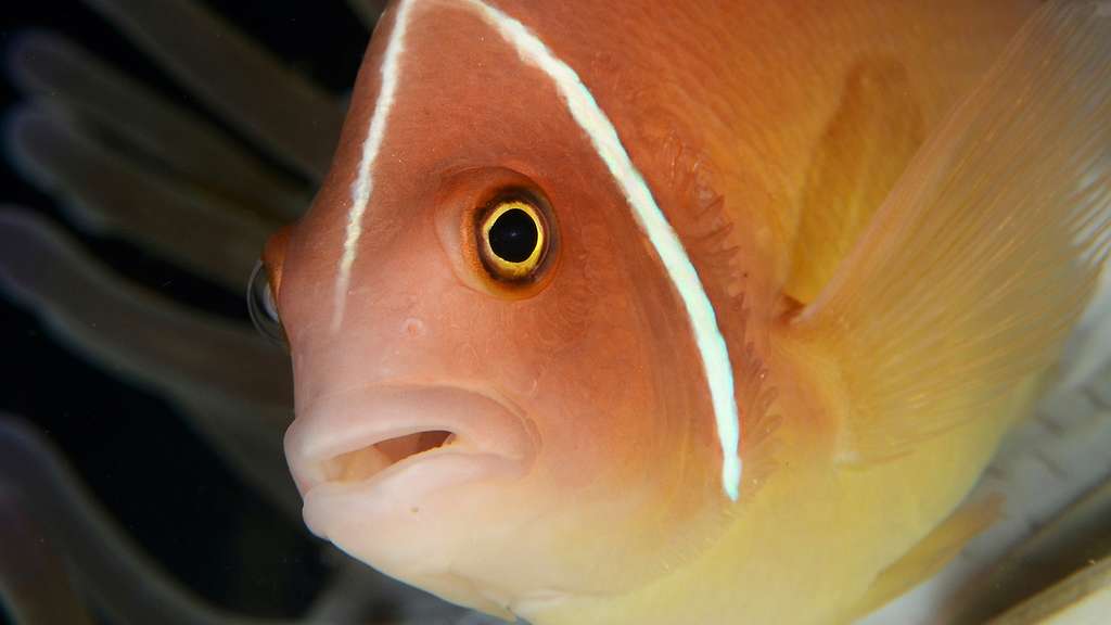 Le poisson-clown à collier et son anémone Le poisson-clown à collier et son anémone