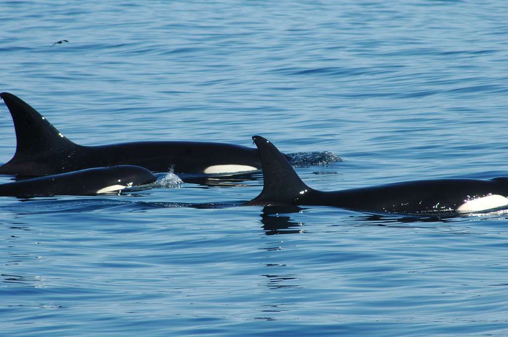 Les orques sont des animaux sauvages qui vivent en société. Les femelles enseignent aux nouvelles générations la technique de l'échouage pour chasser. L'apprentissage peut prendre 20 ans ! © Dave Govoni, cc by nc sa 2.0