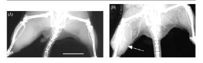 Figure 2 : Radiographies des pattes arrières d'une souris avant et après injection de nanoparticules d'or. (expositions de 6 secondes à 22 kVp et 40 mA s. Bar = 1 cm) (A) Avant injection. (B) 2 minutes après l'injection par intraveineuse (2.7 g Au/kg). © J Hainfeld et al. 2004 Phys. Med. Biol. 49 N309
