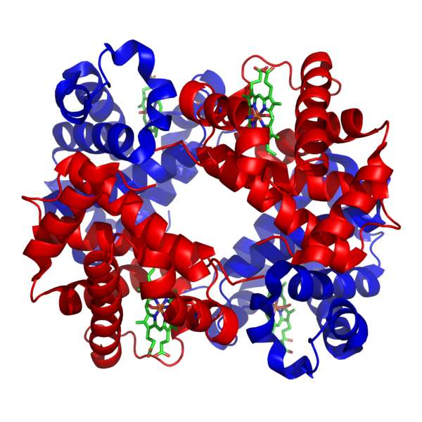 L'hémoglobine est constituée de deux chaînes de la α-globine (rouge) et de deux chaînes de la β-globine (bleu). Les atomes de fer sont au centre des structures « hèmes » (en vert). © Wikimedia Commons