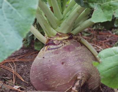 Le rutabaga peut se préparer en salade avec des carottes. © DR